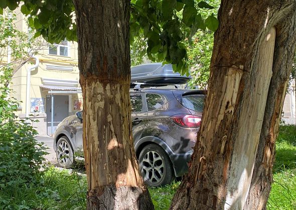Серовчане подозревают соседа в том, что ради парковочного места он убивает тополь: "Местечко на два места будет готово"
