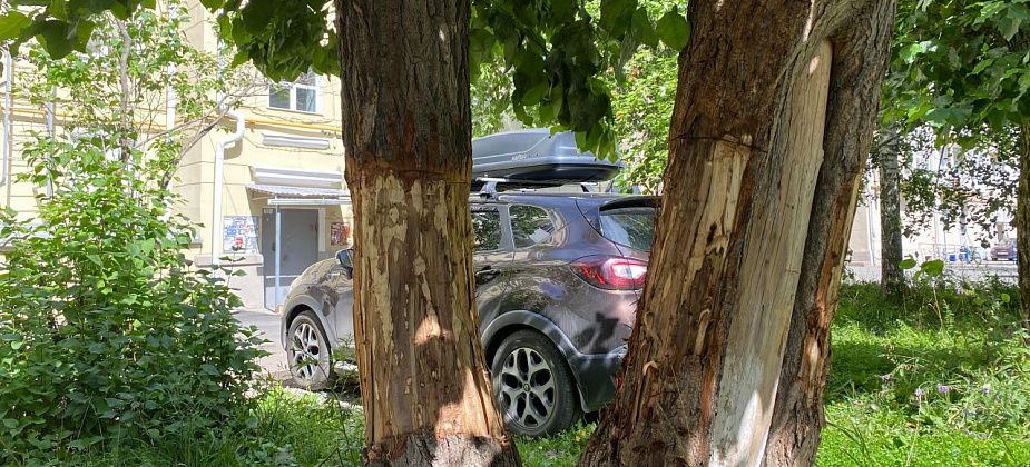 Серовчане подозревают соседа в том, что ради парковочного места он убивает тополь: "Местечко на два места будет готово"