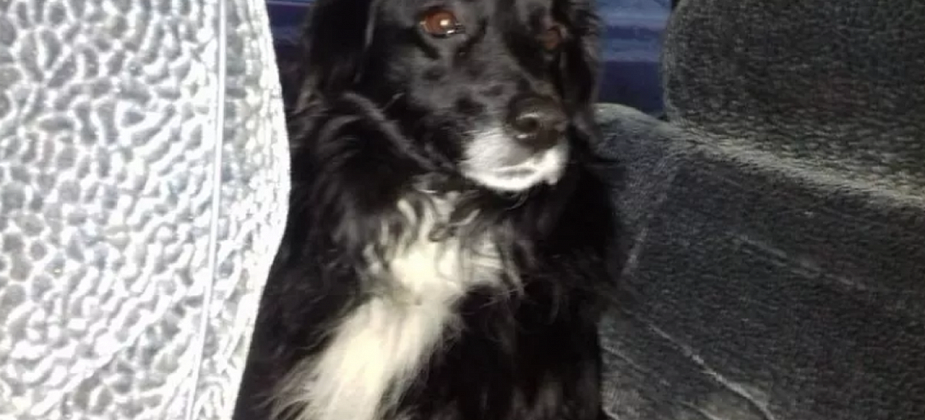 Пес Шарик, который попал в "Добрые руки", вернулся в Серов