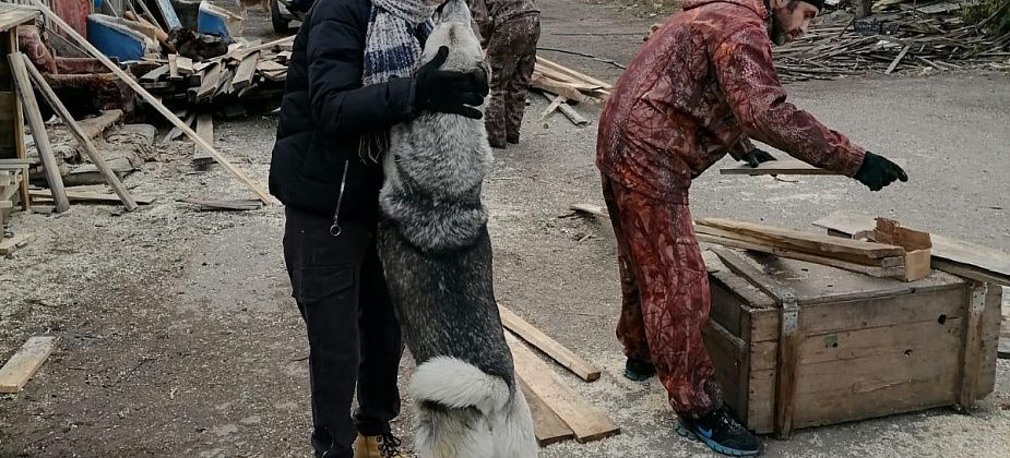 Приют "Дом Добра" благодарит за построенные будки и просит помочь с дровами