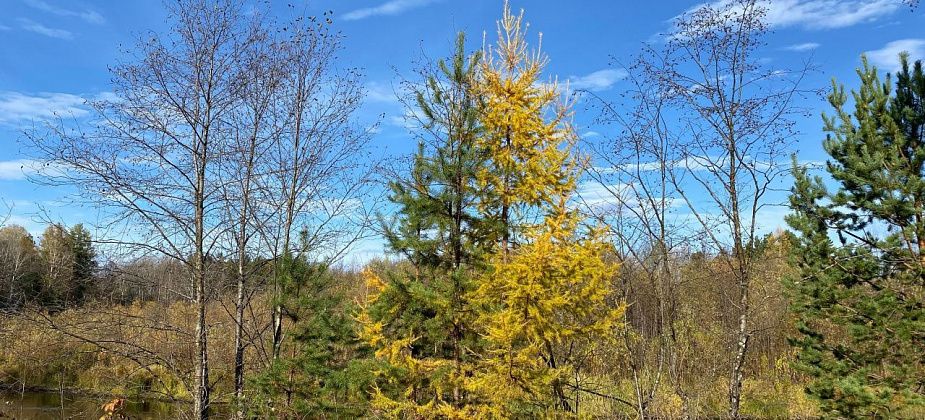 Синоптики прогнозируют умеренную погоду с небольшими осадками