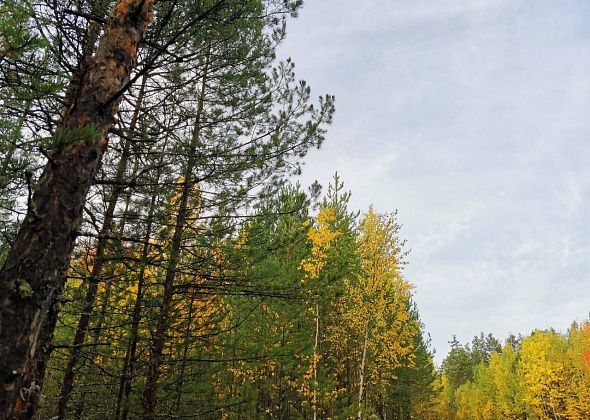 В регионе в 2023 году восстановят больше 30 тысяч гектаров леса
