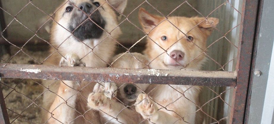 Серовская «Родина» запускает акцию в поддержку бездомных животных