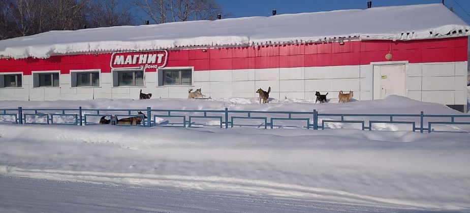 В Сосьве собаки покусали студента и ребенка. Это не единичные случаи нападения животных на жителей поселка