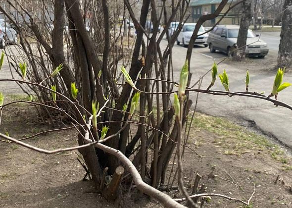 Синоптик прогнозирует похолодание. Апрель закончится ночными заморозками