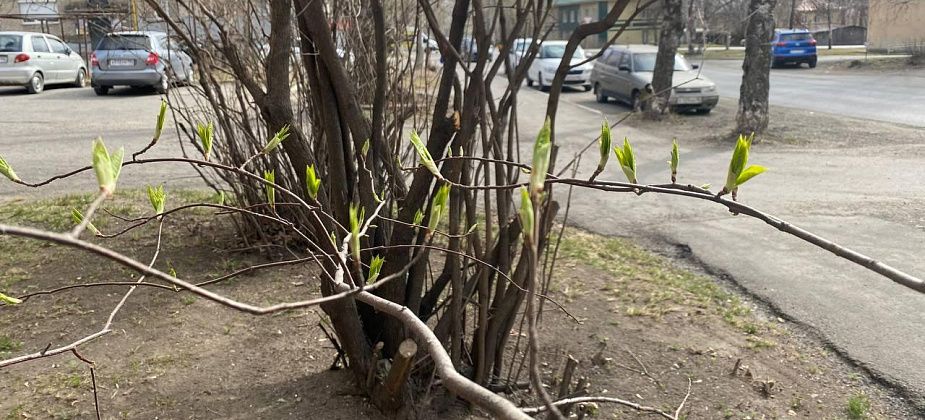 Синоптик прогнозирует похолодание. Апрель закончится ночными заморозками