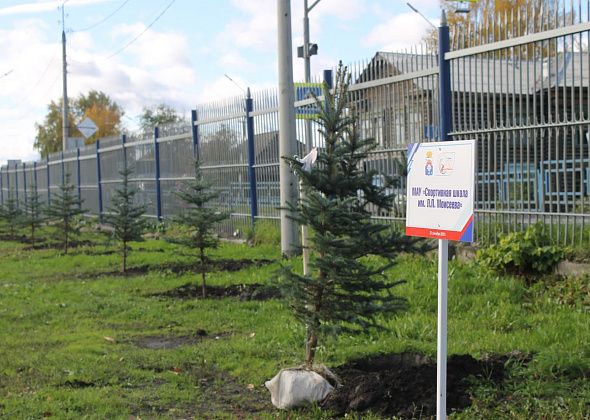В Серове на аллее спортшколы высадили 30 голубых елей