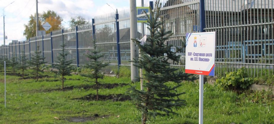 В Серове на аллее спортшколы высадили 30 голубых елей