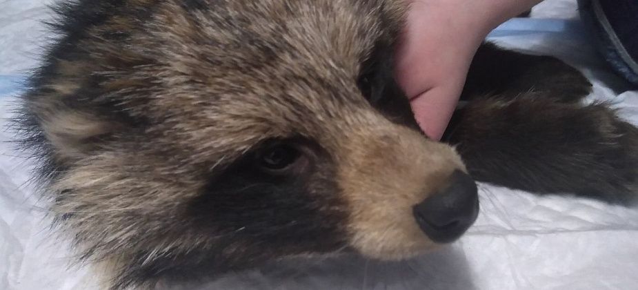 В Серове зоозащитница приютила травмированную енотовидную собаку. Никто не терял?..