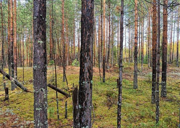 Жителям Свердловской области запретили посещать особо охраняемые природные территории