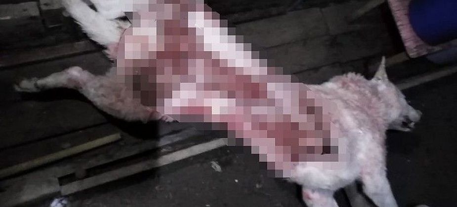 Собаку Белочку в серовском поселке Энергетиков загрызли "хищные животные"?