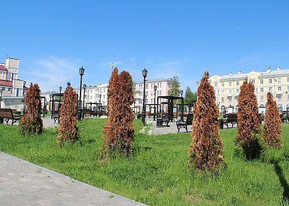 “Сгоревшие” туи в Театральном сквере пока менять не будут, им дали "возможность на жизнь"