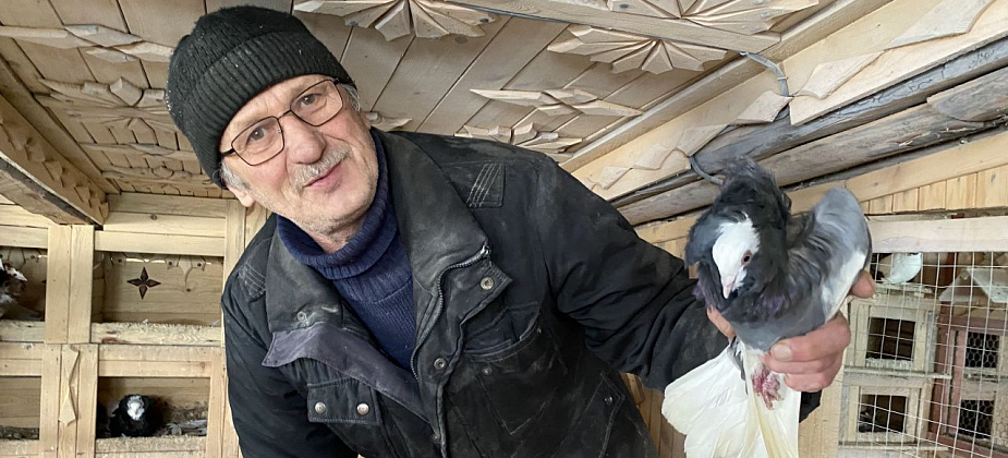 Серовчанин разводит уральских монахов, павлинов и якобинов. Репортаж из голубятни