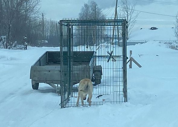 Контракт на отлов животных в Серове выиграла местная компания