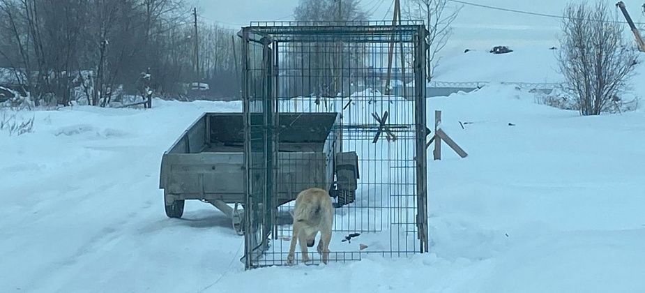 Контракт на отлов животных в Серове выиграла местная компания