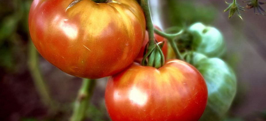 Серовский Центр гигиены за полгода забраковал 23 партии плодовоовощной продукции