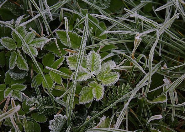 Управление метеорологической службы предупреждает о ночных заморозках 15 июня