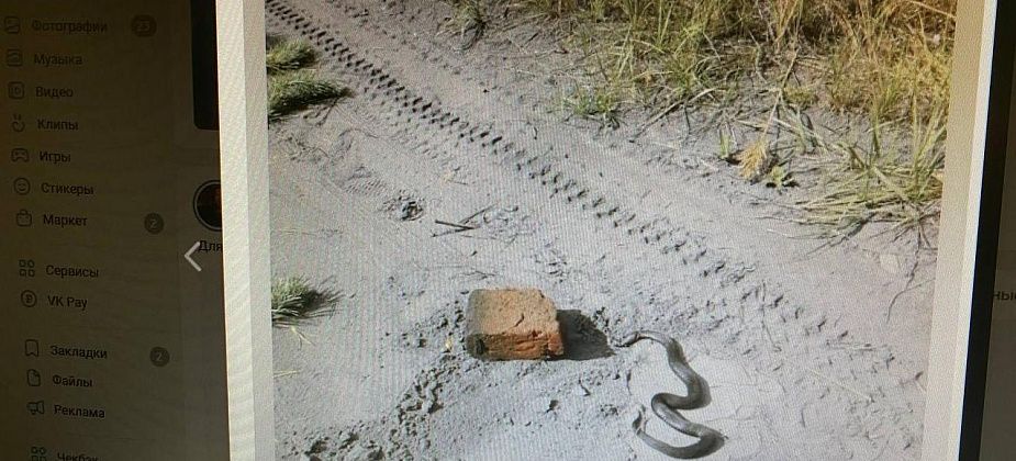 В окрестностях Серова заметили змею