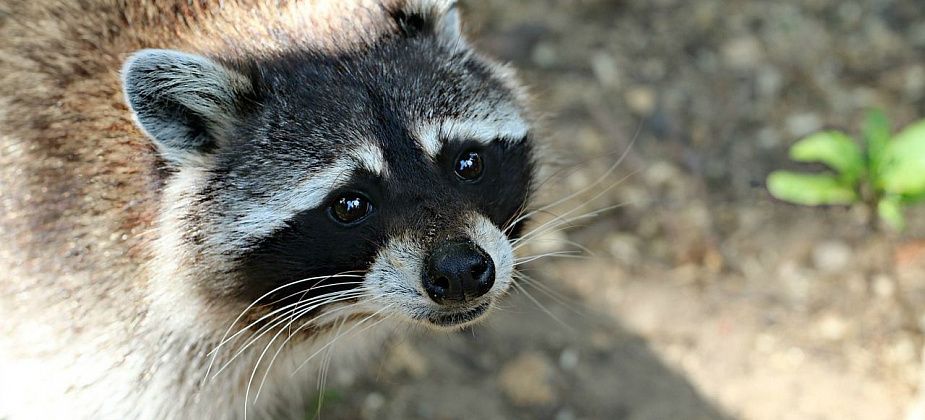 Серовчан кусали собаки, кошки и… енот