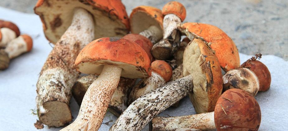 Серовчане, не собирайте покусанные лесными жителями грибы