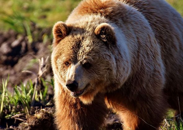 В двух километрах от Гарей медведь напал на человека. Мужчина притворился мертвым и выжил
