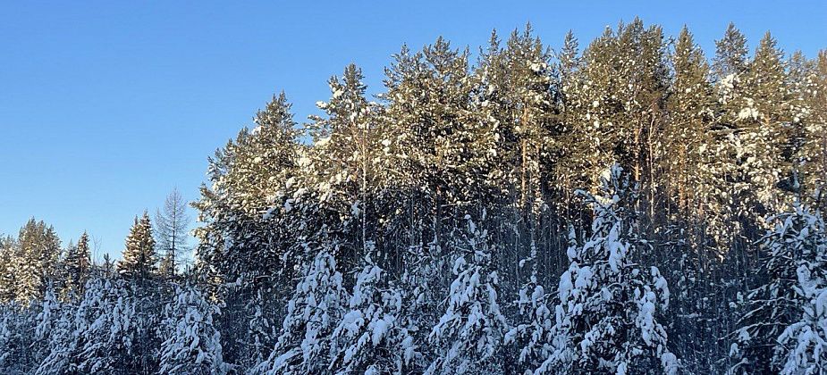 В ближайшие дни синоптики обещают слабоморозную погоду
