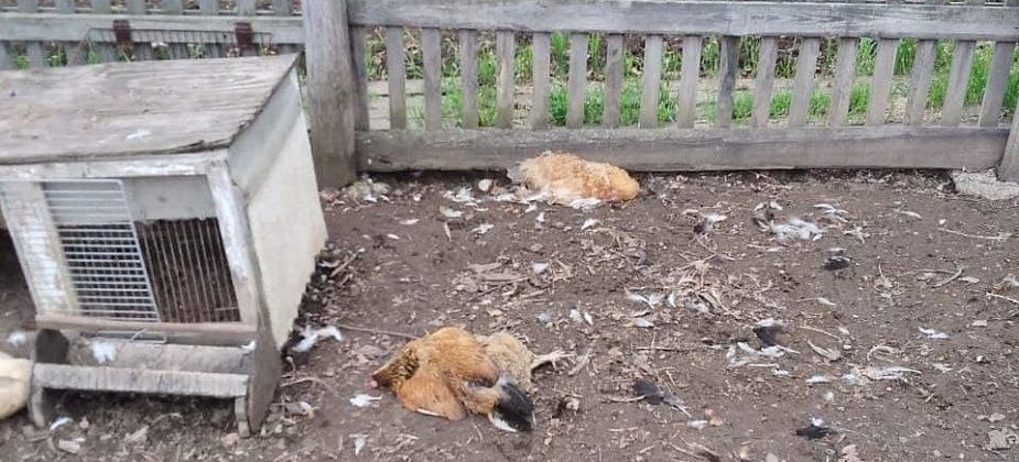 "Начинают шакалить с утра"... Под Серовом собаки убили кур на 40 тысяч. И это еще не весь ущерб