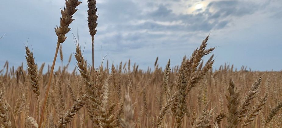 На прилавки свердловских магазинов уже поступили местные овощи нового урожая