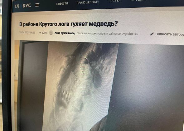 В районе Крутого лога под Серовом обитали два медведя