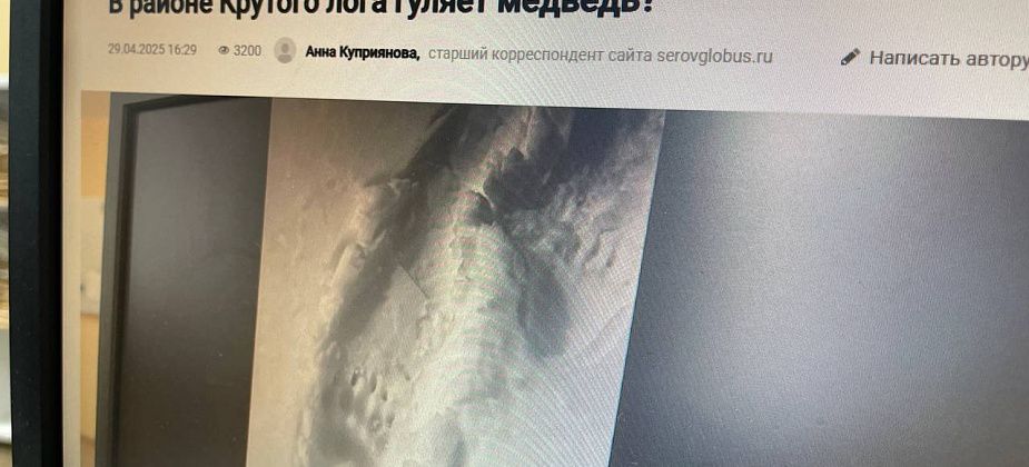 В районе Крутого лога под Серовом обитали два медведя