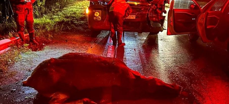 Под Серовом грузовик сбил лося. Водитель не пострадал