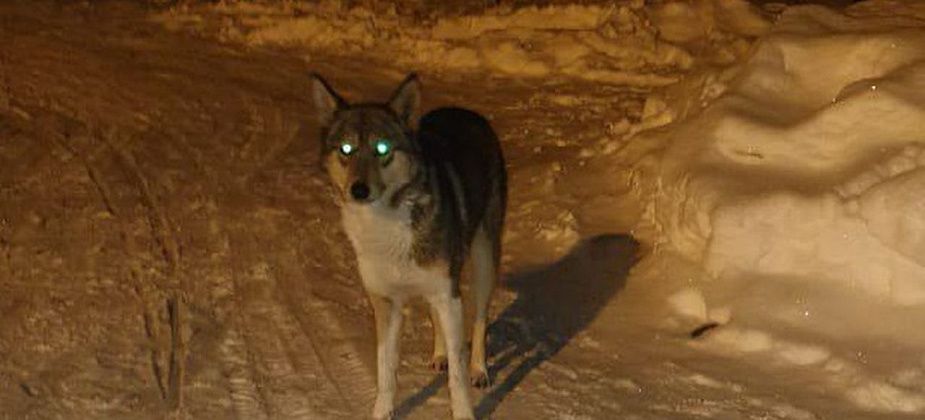 В районе городского кладбища собака ждет хозяина...