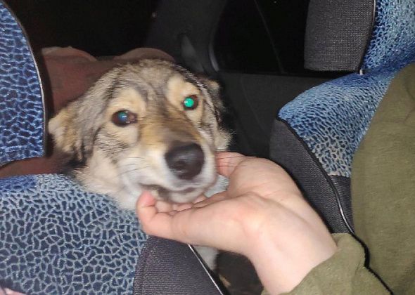 Сосьвинский пес Бимка вернулся домой