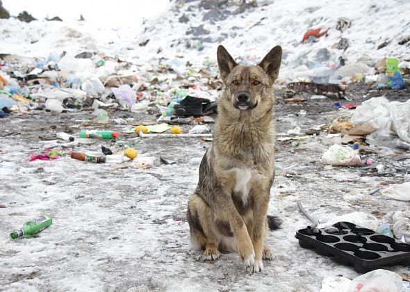 На отлов бездомных животных в Серове планируют потратить почти 2 миллиона рублей