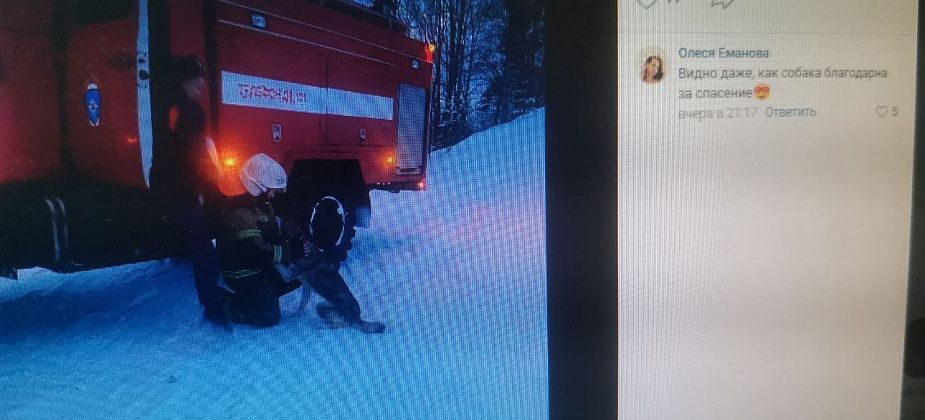 На Урале сотрудники МЧС спасли собаку, провалившуюся на дно карьера