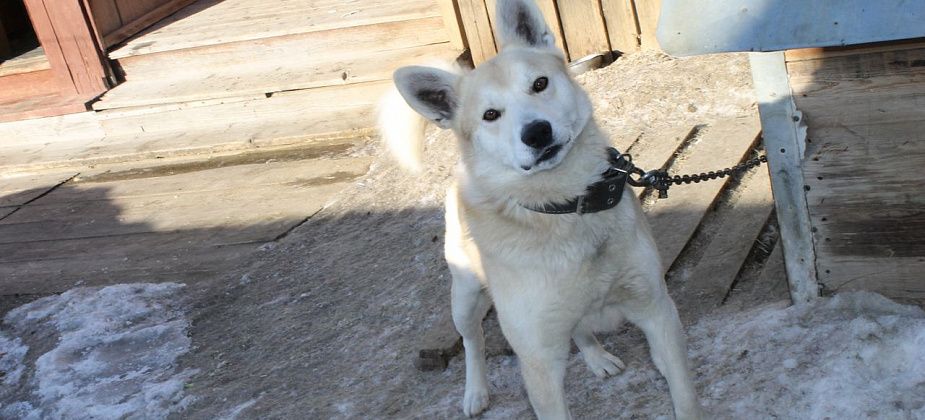 Полиция Серова проводит дополнительную проверку по жалобе пенсионеров на пса Бади