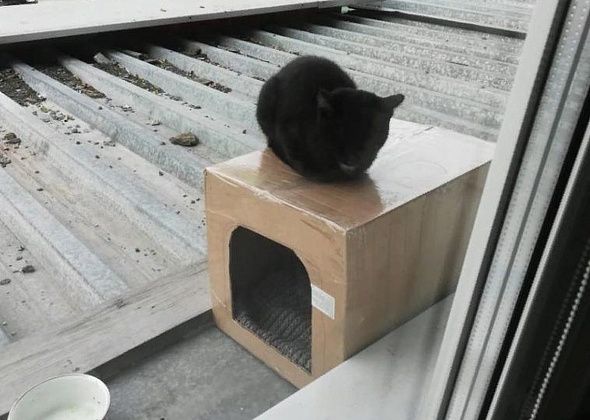 В Серове обнаружен кот, который живет на крыше
