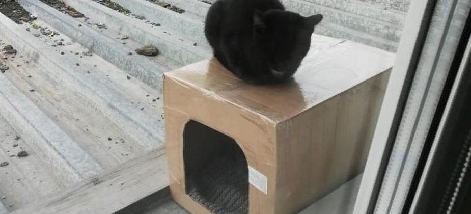 В Серове обнаружен кот, который живет на крыше
