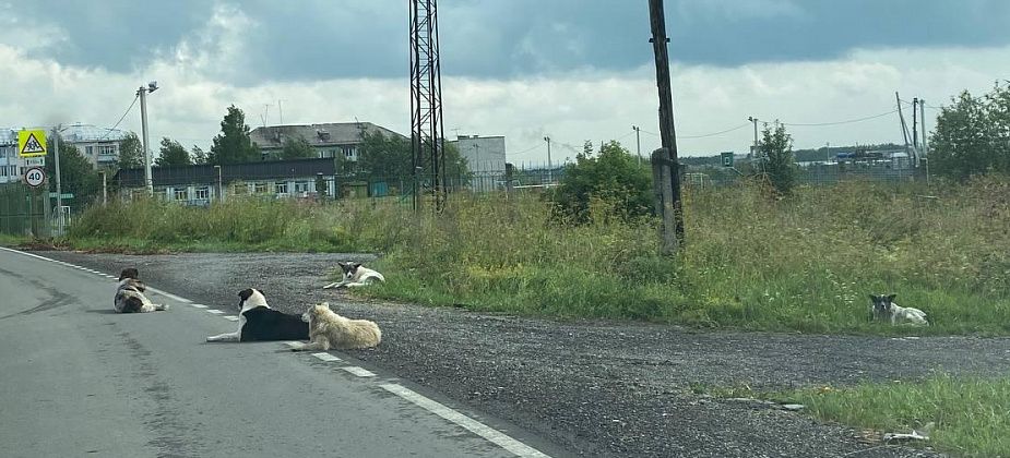 В Серове специалист службы отлова спас бродячую собаку