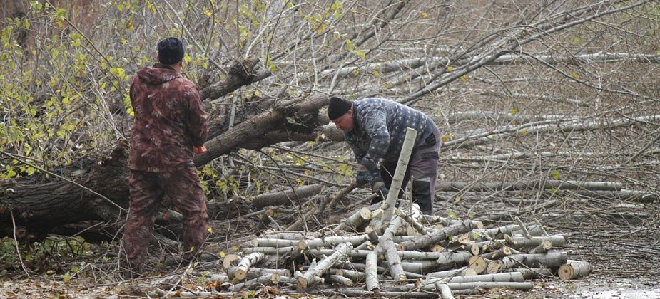 На обрезку и валку деревьев и кустарников в рамках «озеленения» Серова выделено 6,8 миллиона рублей