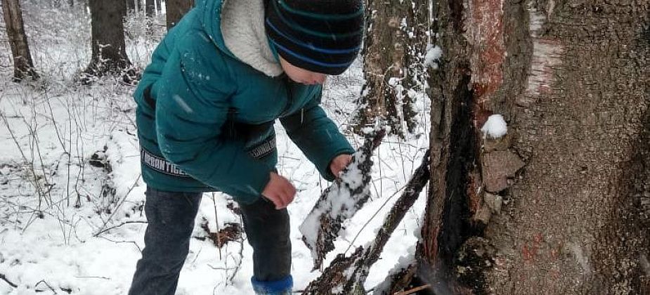 Как добыть березовый сок? Лайфхак