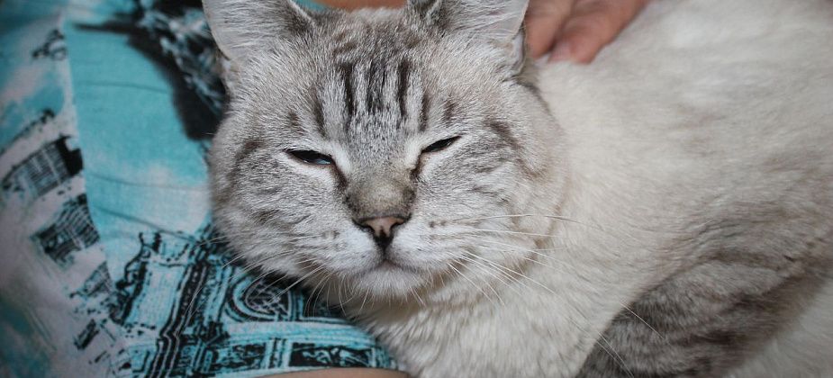 "Месяц опекуна". В Серове стартовала благотворительная акция помощи "котохвостикам"