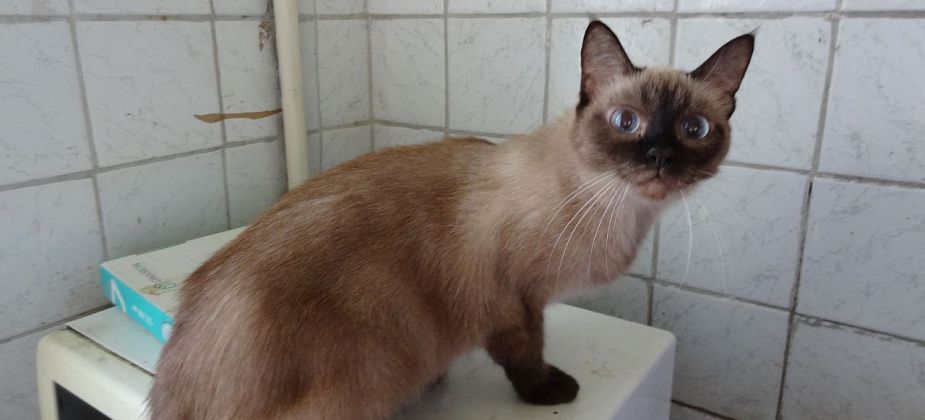 Крик о помощи