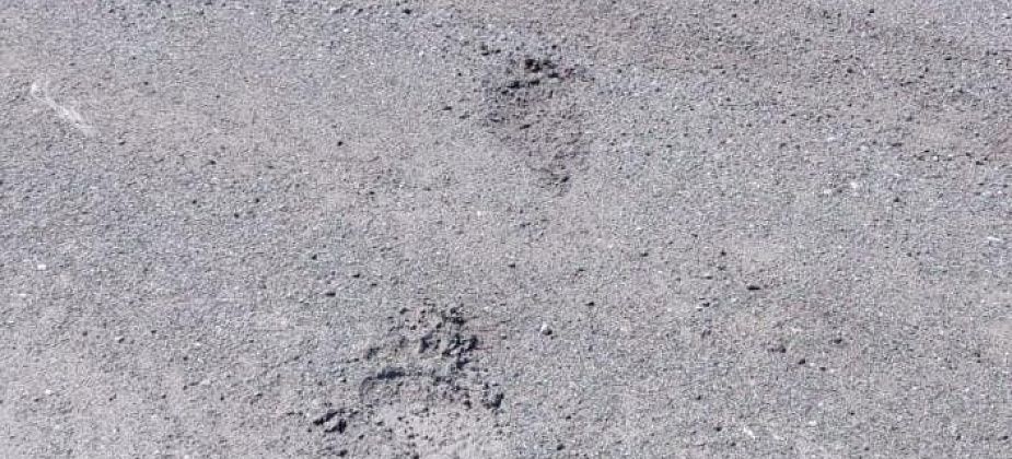 На окраине Серова видели медвежьи следы, а на кладбище кто-то съел собаку Бабку