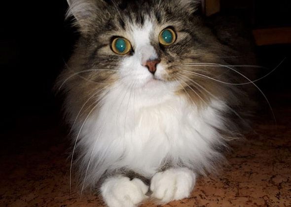 Депутат Госдумы пообещал переименовать серовского кота Митю, если Екатеринбург получит ЭКСПО-2025