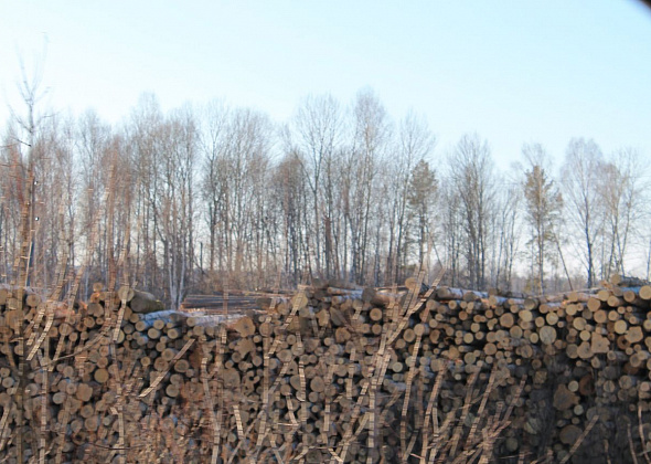 Сотрудники Уральской базы авиационной охраны лесов незаконно валили лес под Серовом