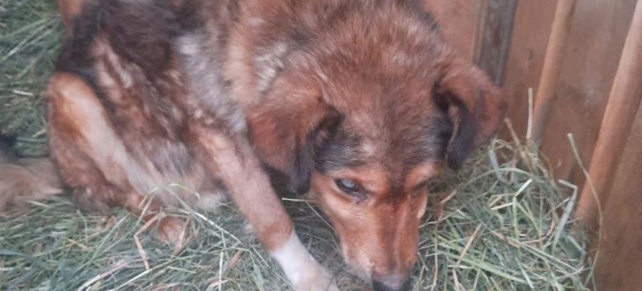 Брошенную собаку из Новой Сосьвы забрали в серовский  "Дом Добра"