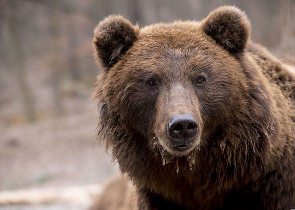 В коллективном саду на трассе Серов - Сосьва обнаружены следы медведя