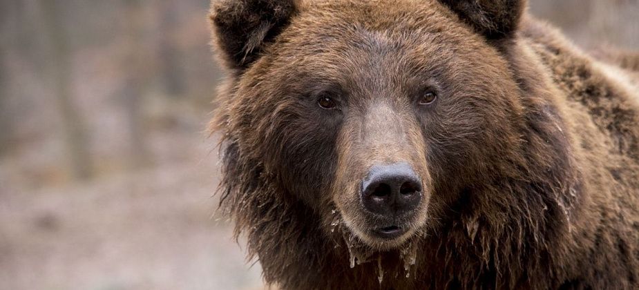 В коллективном саду на трассе Серов - Сосьва обнаружены следы медведя