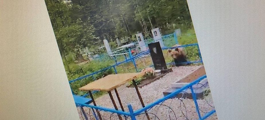 В Серове распространяется информация о медведе, которого, якобы, видели на погосте в Сосьве